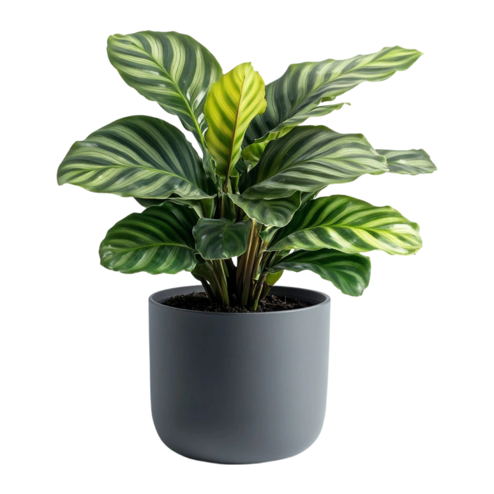 Decorative plant